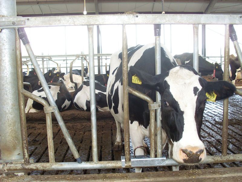 Feed front accessories