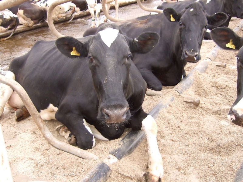 ​Cosmos Freestall Divider