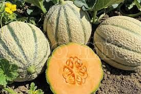 Melone Sicilia Primizia prezzo al kg
