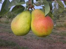 Pera coscia 0,5 kg