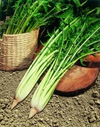 Catalogna (cicoria)  0,5 kg