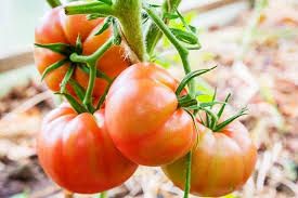 Pomodoro insalataro 0,5 kg
