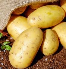 Patata novella 0,5 kg