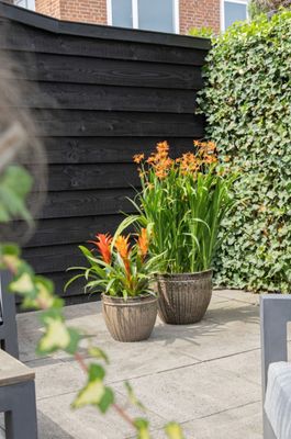 Glazed Pumpkin S3 D19/38H18/30