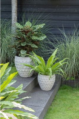 Yara Belly S3 D31/56H28/50