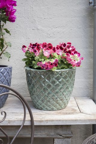 Glazed Egg Pineapple S3 D22/38H18/30 Glazed Egg Pineapple S3 D22/38H18/30