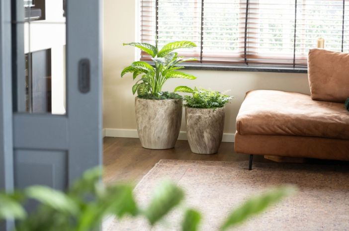 Emperor Egg High Brown S3 D26/39H35/42 Emperor Egg High Brown S3 D26/39H35/42