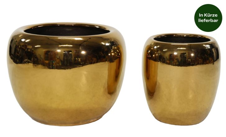 Emperor Belly Big Gold S2 D31/48H35/40 Emperor Belly Big Gold S2 D31/48H35/40