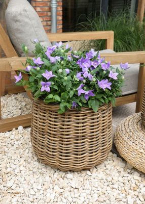 Evi Cauldron -SP- Natural S3 D25/44H23/40 Evi Cauldron -SP- Natural S3 D25/44H23/40