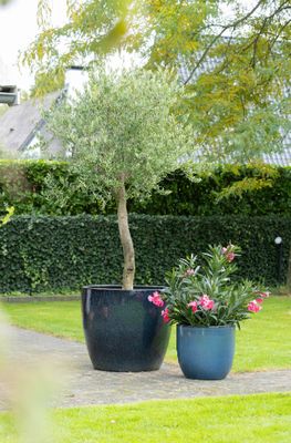 Noble Egg XL S4 D40/80H36/70