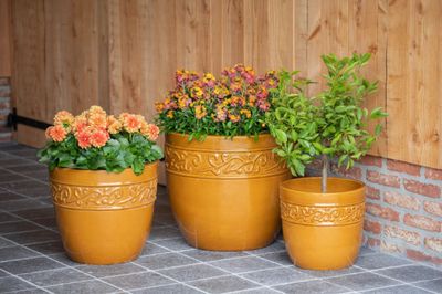 Noble Egg Swirl S3 D30/48H27/43