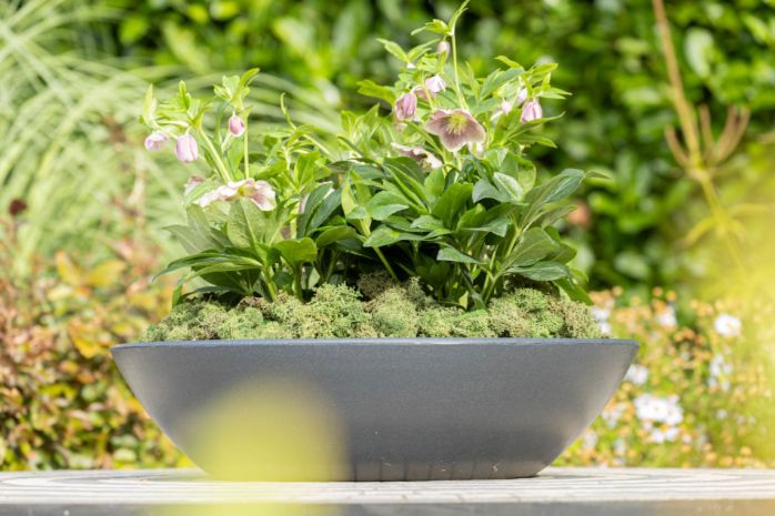 Dali Bowl S3  D60/100 H20/31