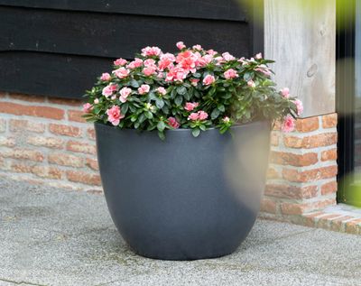 Dali Egg S3 D60/100 H43/75