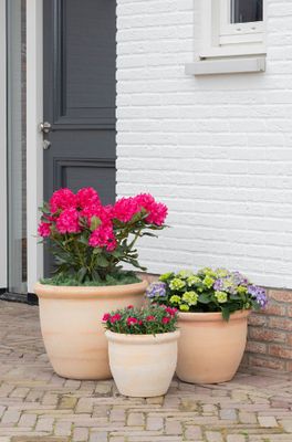 Whitewash Hp001 S3 D30/50H25/39