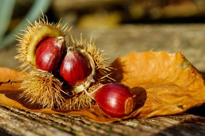 Prodotti alle CASTAGNE