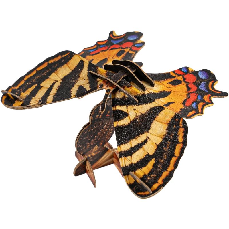 LUEHDORFIA BUTTERFLY