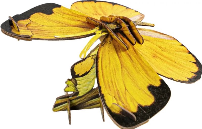 COMMON GRASS YELLOW BUTTERFLY