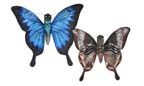 BUTTERFLY ULYSSES