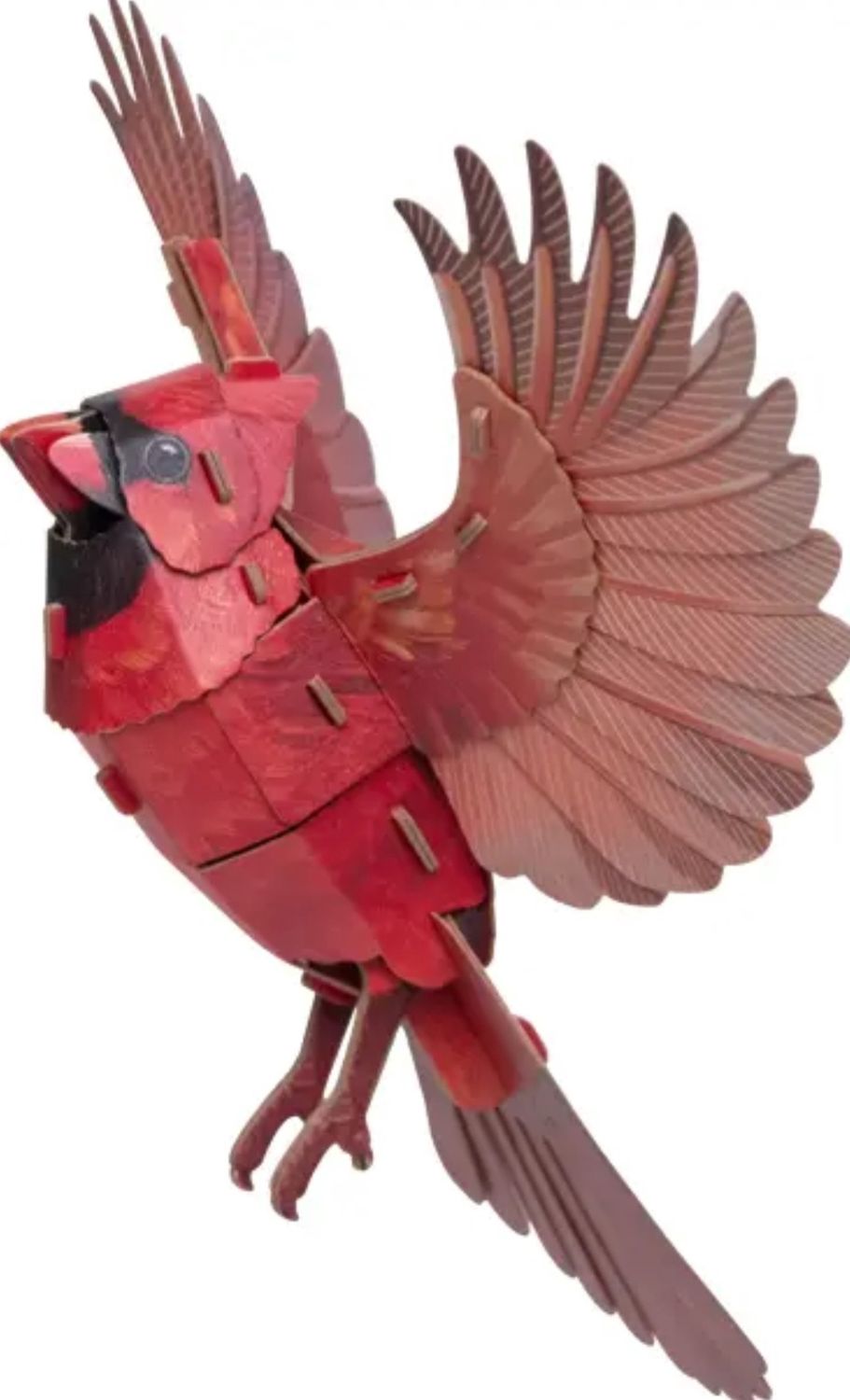 AMERICAN CARDINAL