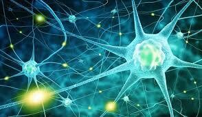 Neurodinamia: Abordaje del sistema nervioso periférico
