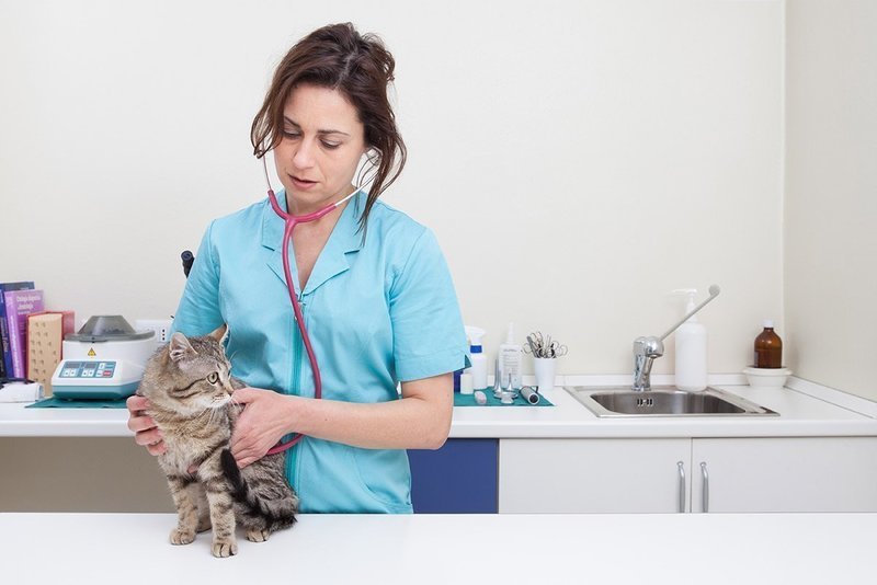 Auxiliar Tecnico de  Veterinaria - Junio 2024