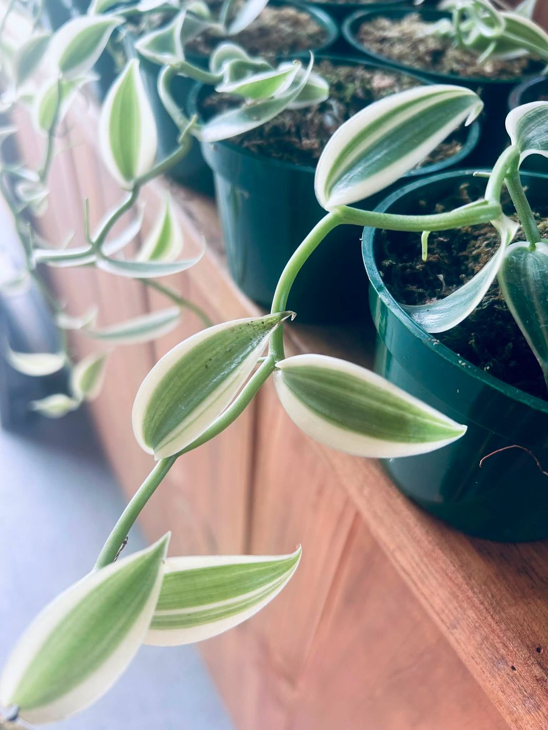 Varigated Vanilla Bean Orchid