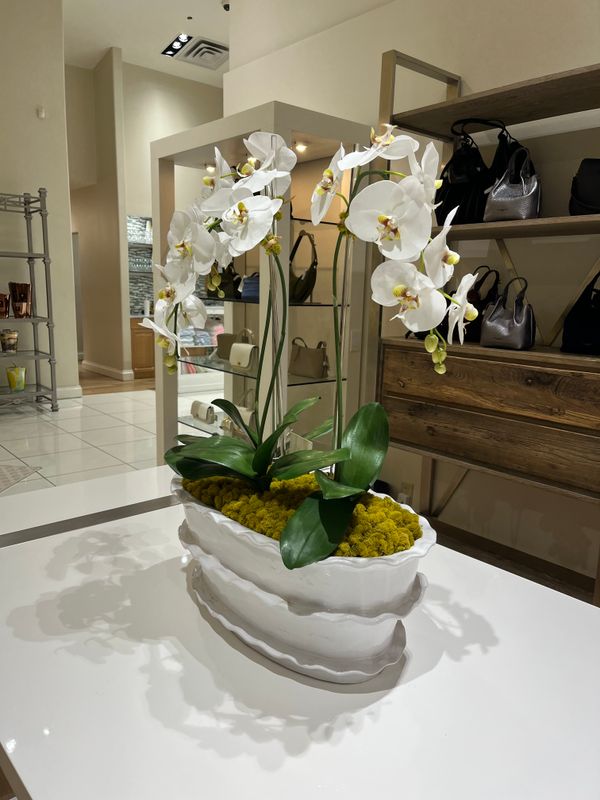 3 STEM ORCHID IN VIETRI VESSEL