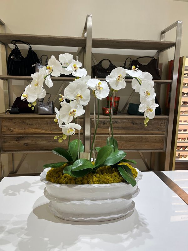 3 STEM ORCHID IN VIETRI VESSEL