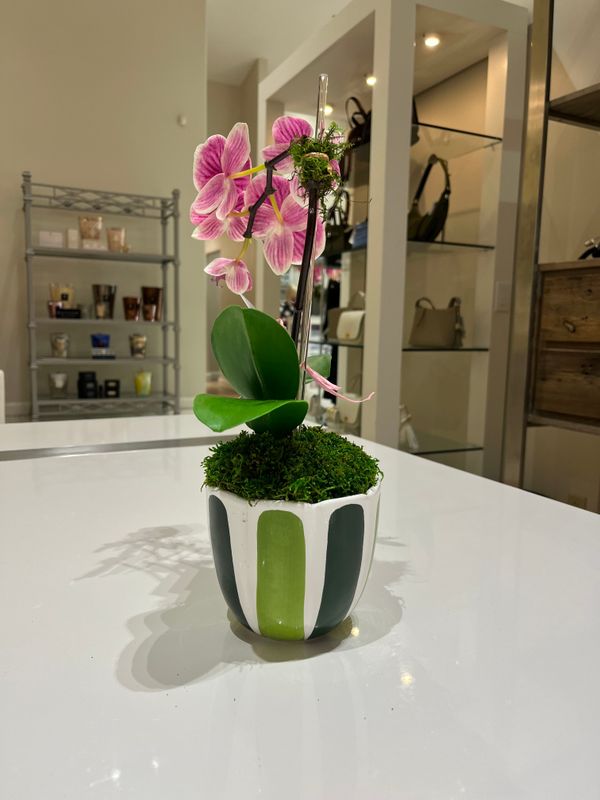 PETIT SINGLE STEM ORCHID IN VIETRI VESSEL