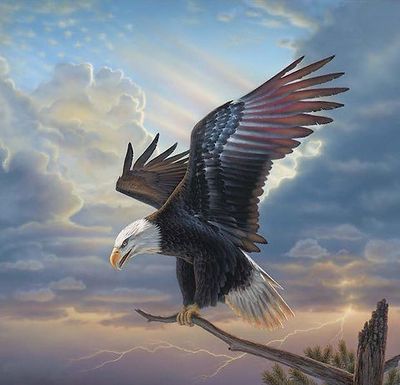 Birds
