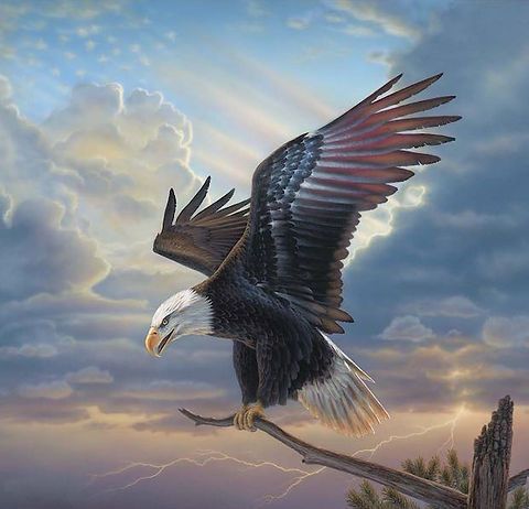 Birds