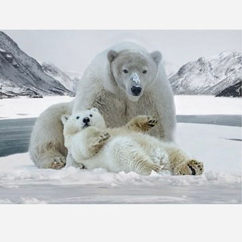 HF Call of the Wild Polar Bears Panel