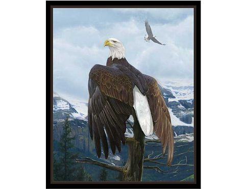 Stately Bald Eagle I Winged Glory