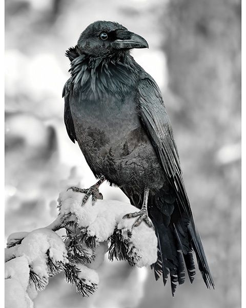 HF Call of the Wild Raven Panel