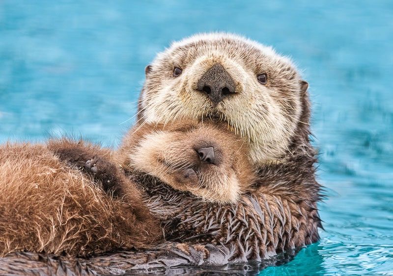 Otter Love - Alaska Photo Notecard