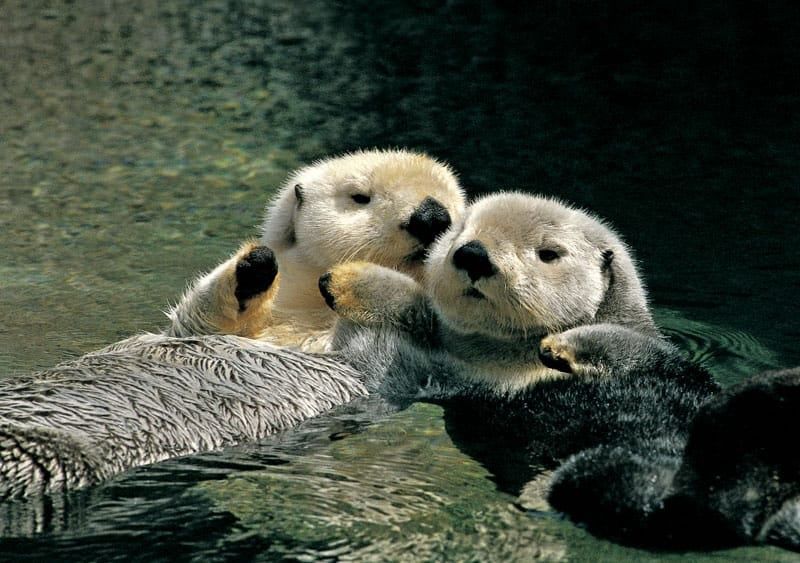 Sea Otter Secrets - Alaska Photo Notecard
