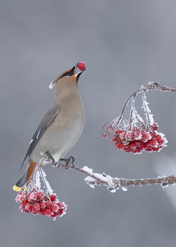 Winter Snack - Alaska Photo Notecard