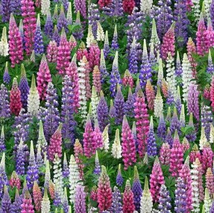 ES Lupine