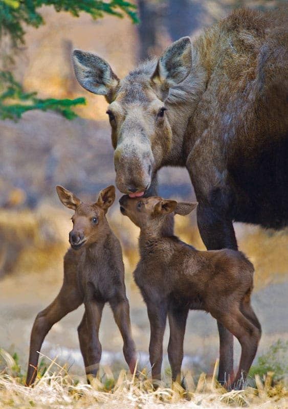 Moose Mom - Alaska Photo Notecard
