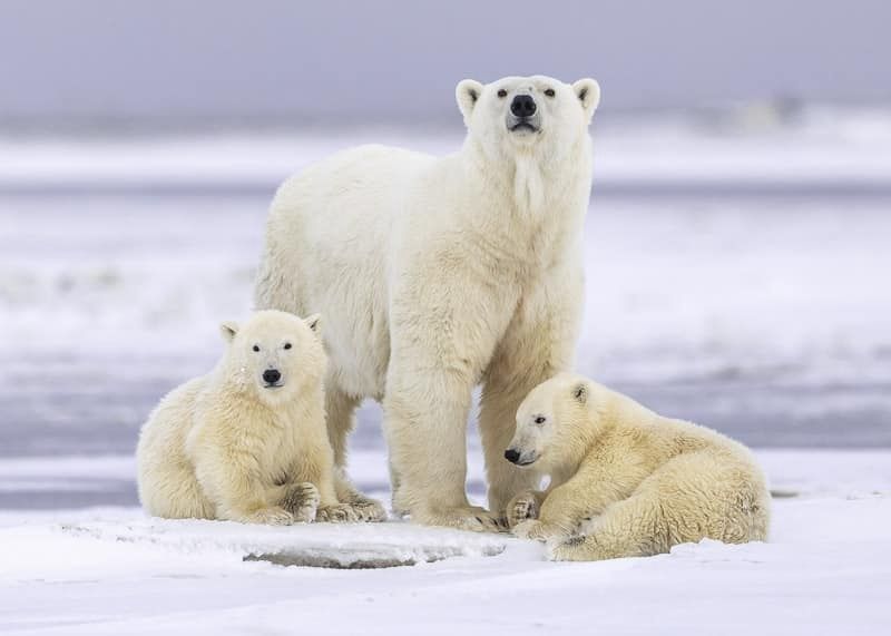 Polar Family - Alaska Photo Notecard Polar Family - Alaska Photo Notecard