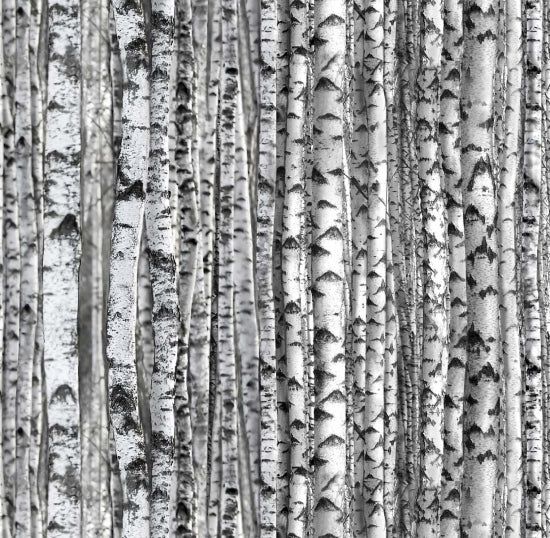 Birch Trees | Landscape Medley