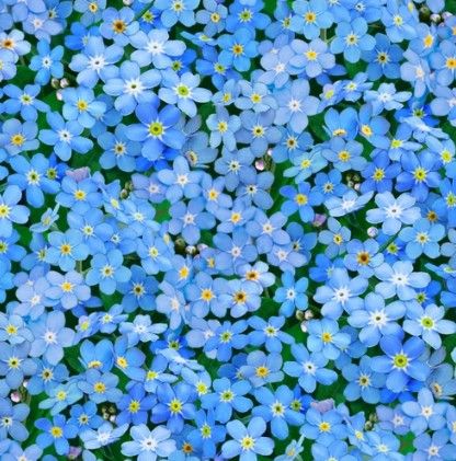 ES Tiny Forget-Me-Nots