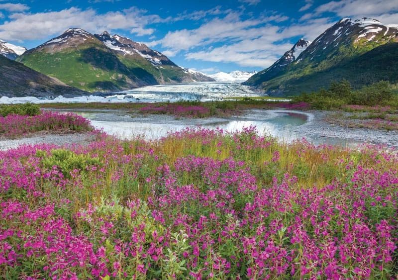 Glacier & Wildflowers - Alaska Photo Notecard