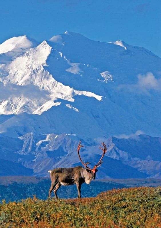 Denali Caribou - Alaska Photo Notecard