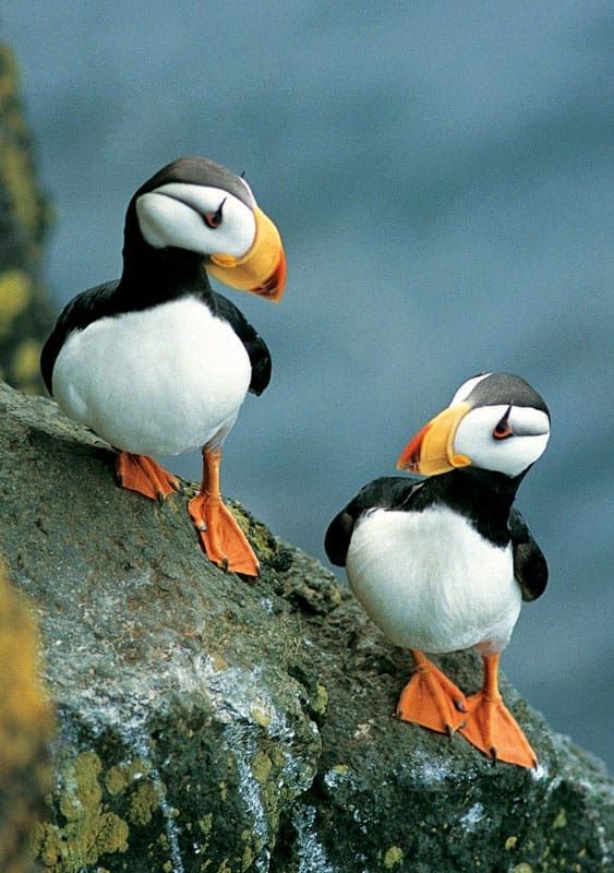 Horned Puffins - Alaska Photo Notecard