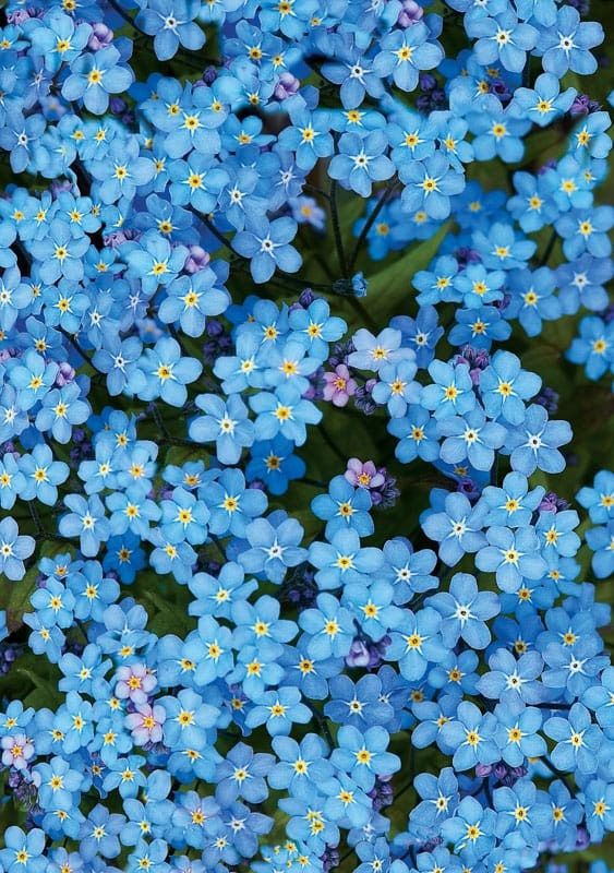 Forget-Me-Not - Alaska Photo Notecard