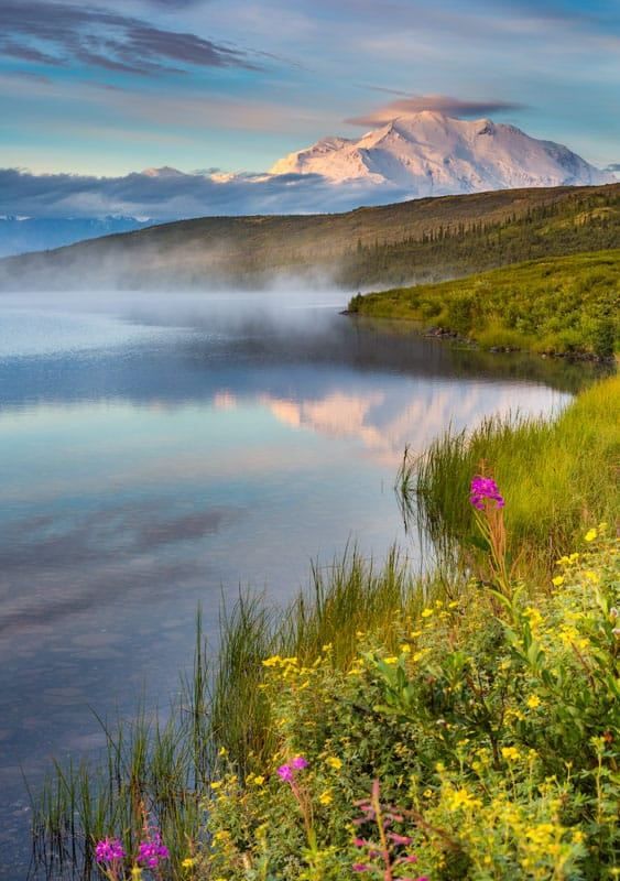 Denali Wildflowers - Alaska Photo Notecard