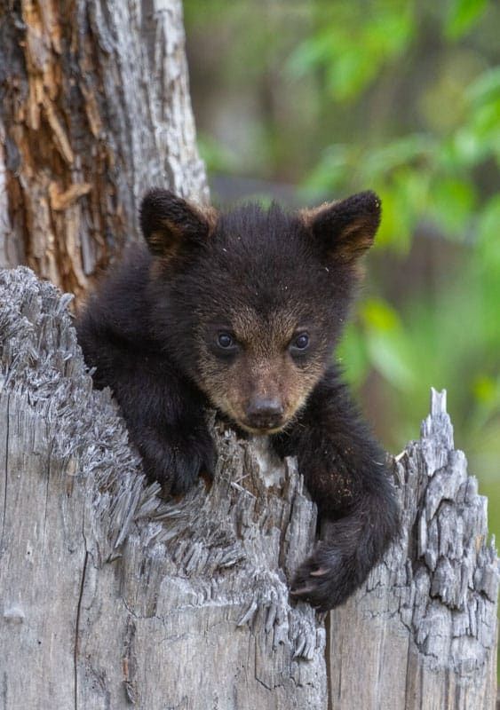 Curious Cub - Alaska Photo Notecard