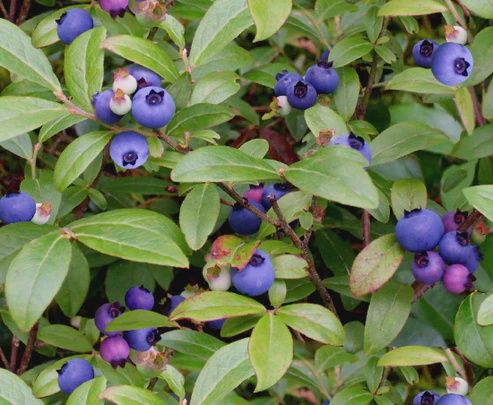 Blueberry Bush | Berry Good