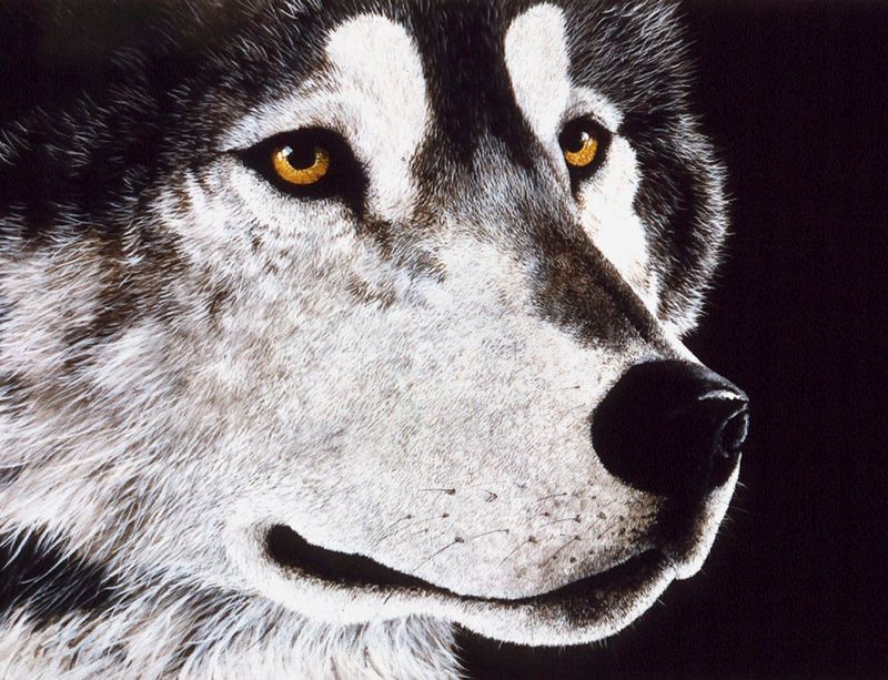 John Van Zyle Husky Magnet